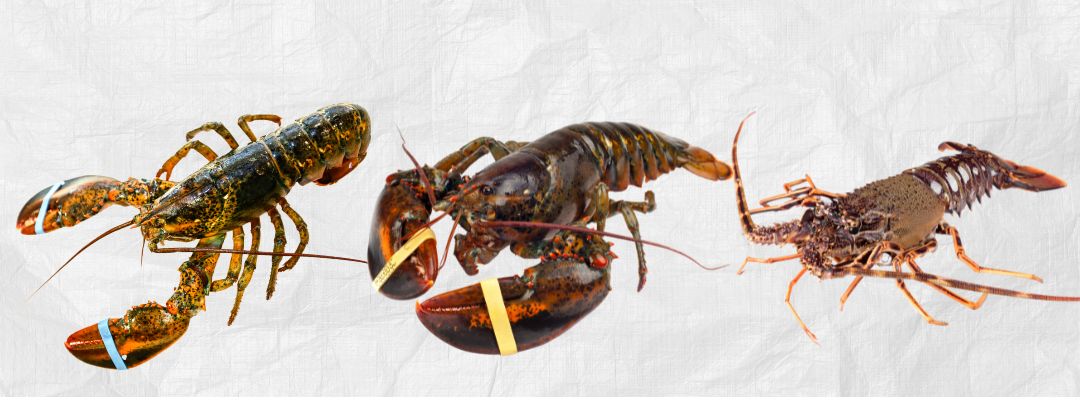 伊勢海老、オマール海老、ロブスターってなにが違うの？ – ごちそう本舗