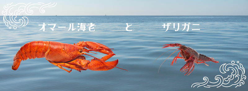 オマール海老はザリガニ?寿命は?