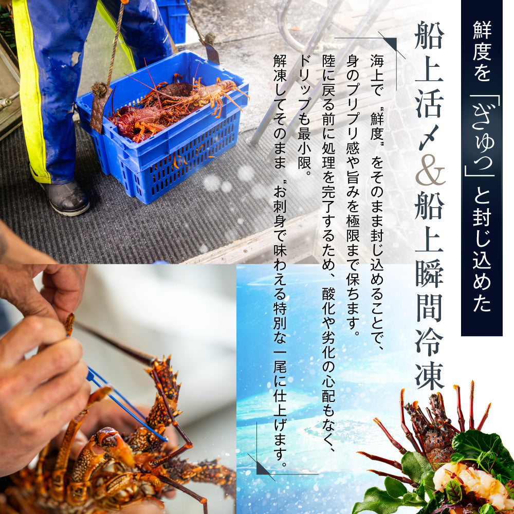 【刺身用に船上で瞬間冷凍】<br>お刺身用伊勢海老(イセエビ)<br>2尾分