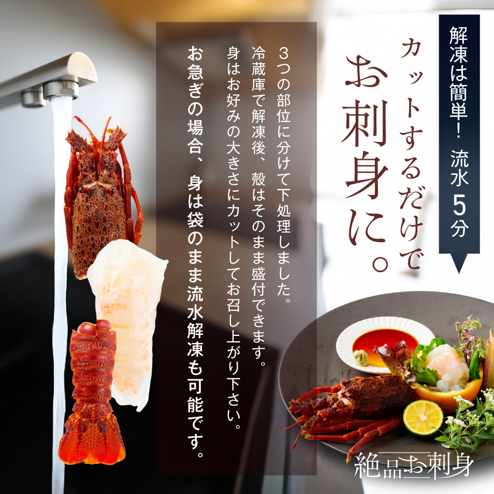 【刺身用に船上で瞬間冷凍】<br>お刺身用伊勢海老(イセエビ)<br>2尾分