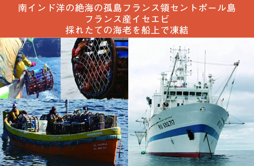 【刺身用に船上で瞬間冷凍】<br>お刺身用伊勢海老(イセエビ)<br>1尾分 ハーフ2食セット