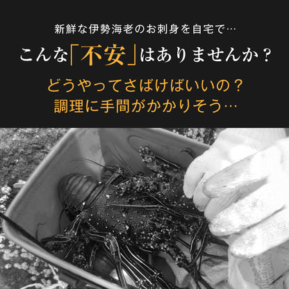【刺身用に船上で瞬間冷凍】<br>お刺身用伊勢海老(イセエビ)<br>2尾分