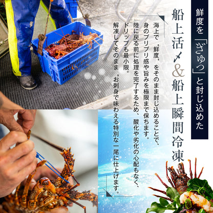 【刺身用に船上で瞬間冷凍】<br>お刺身用伊勢海老(イセエビ)<br>2尾分