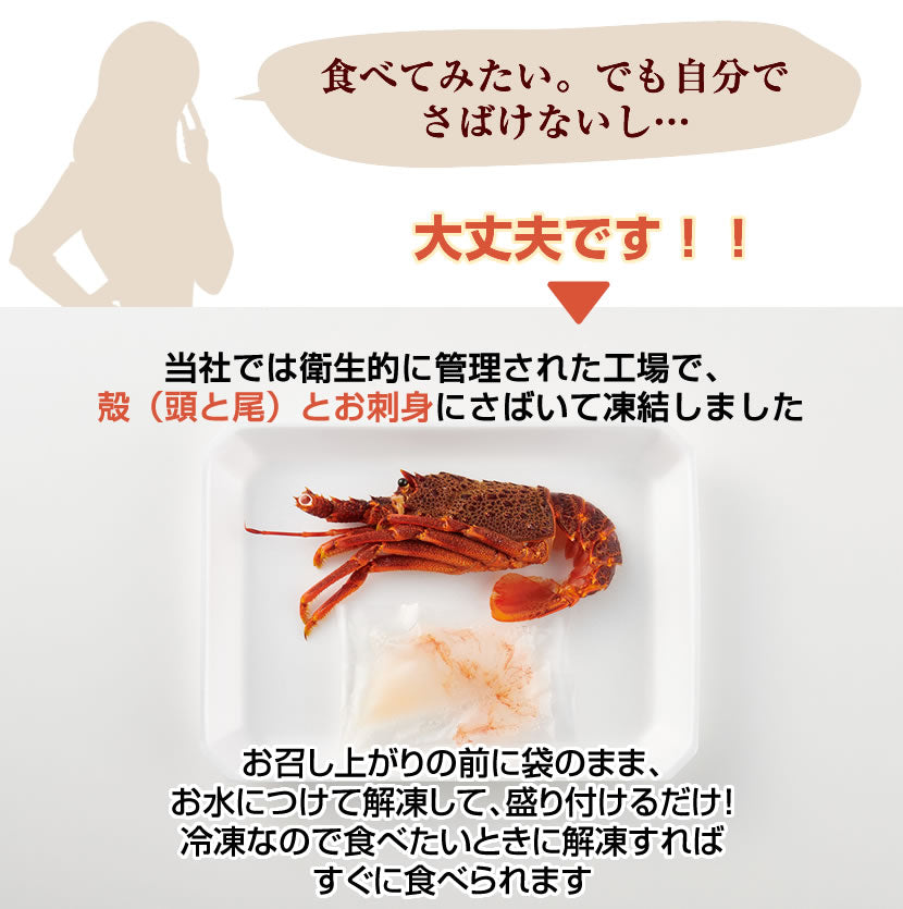 【刺身用に船上で瞬間冷凍】<br>お刺身用伊勢海老(イセエビ）<br>1尾分 ハーフ2食セット